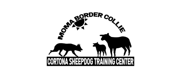 Cortona Sheepdog